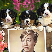 Photo effect - Saint Bernard puppies