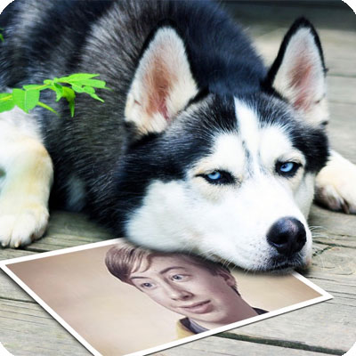 Photo effect - Hasky waits for a snow