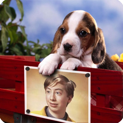Photo effect - Puppy on the red bench